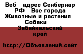 Веб – адрес Сенбернар.РФ - Все города Животные и растения » Собаки   . Забайкальский край